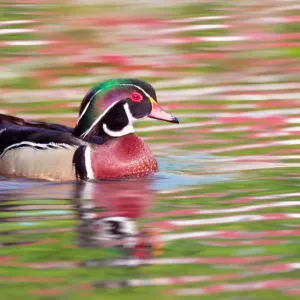 Wood Duck Male Print - Long Island Lake Reflection Wood Duck Male Print - Long Island Lake Reflection