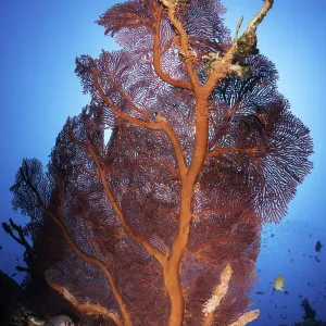 Gorgonian sea fan, Kimbe Bay, Papua New Guinea Gorgonian sea fan, Kimbe Bay, Papua New Guinea