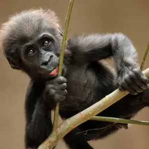 Gorilla baby climb