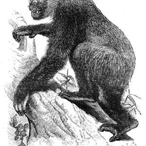 Gorilla engraving 1878