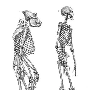 Gorilla and man skeleton engraving 1857