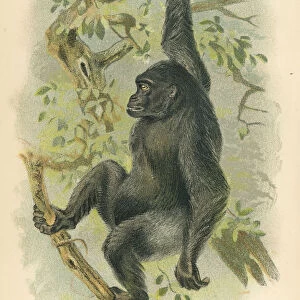 Gorilla primate 1894