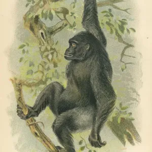 1894 Gorilla Print 1894 Gorilla Print