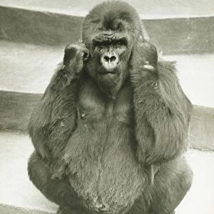 Gorilla sitting on steps, supporting head with hands, (B&W)