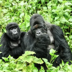 Gorillas in Rwanda Gorillas in Rwanda