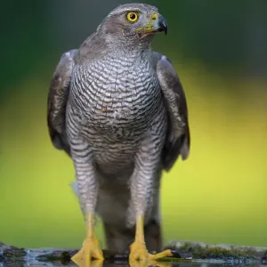 Goshawk (Accipiter gentilis), female at the bird bath, Kiskunsag National Park, Hungary