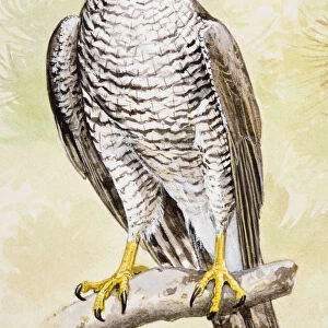 Goshawk (Accipiter gentilis), perching on a branch, looking away