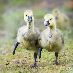 Two Goslings in Perfect Step Print Two Goslings in Perfect Step Print