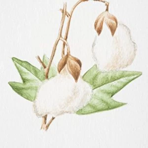 Gossypium hirsutum, Upland Cotton plant