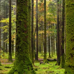 Gougane Barra Forest Park