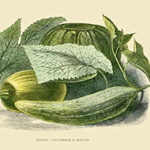 Gourd cucumber melon illustration 1851
