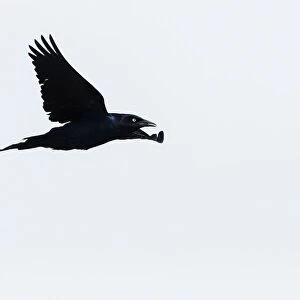 Grackle flight silhouette