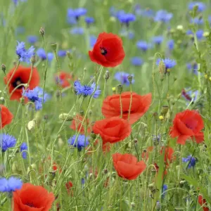 Grain Field Poppy Cornflower Print
