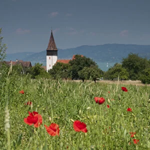 Grain field with poppies above Dingelsdorf on Lake Constance, St. Nicholas Church at the back, Baden-Wuerttemberg, Germany, Europe