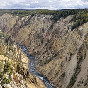Grand Canyon of the Yellowstone River, view from the Brink of Lower Falls, downriver, North Rim, Yellowstone National Park, Wyoming, USA