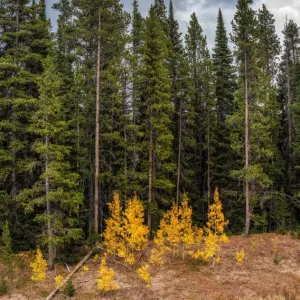 Grand Teton National Park Wyoming USA Grand Teton National Park Wyoming USA