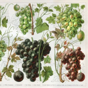 Grape vineyard variation wine 1897