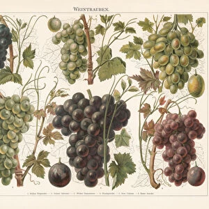 Grapes, chromolithograph, published in 1897