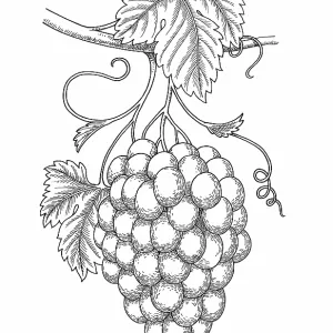 Grapevine Grapevine