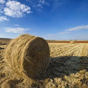Grass Bales in Farm Landscape, North West Province, South Africa
