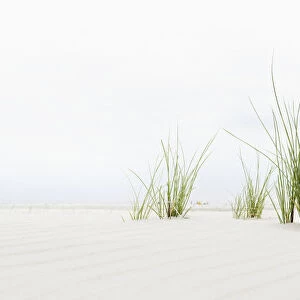 Grass on the beach, panoramic view, Amrum, North Frisian Islands, Schleswig-Holstein, Germany, Europe