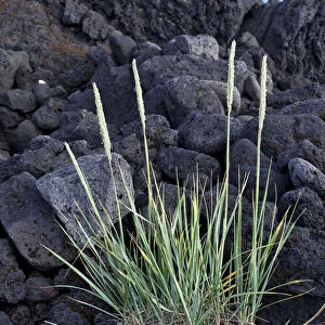 Grass growing on lava, Buoir or Faskruosfjoerour, Snaefellsnes, Snaefellsness, Iceland, Europe