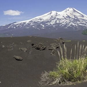 Grass on lava ash and Llaima volcano, Conguillio National Park, Melipeuco, Araucania Region, Chile