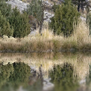 Grass reflection, Canary Spring, Yellowstone National Park, Montana, Wyoming, USA