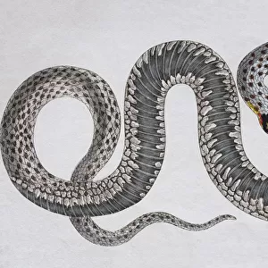 Grass snake (Natrix Natrix), hand-coloured copperplate engraving from Friedrich Justin