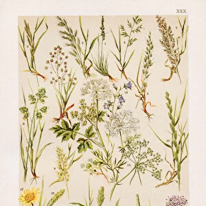 Grasses Chromolithography 1899