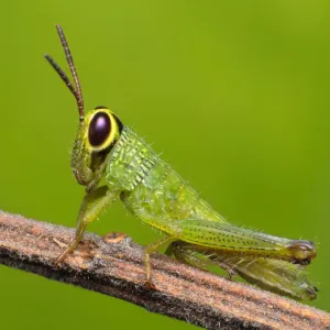 Grasshopper Grasshopper