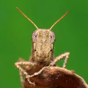 Grasshopper Grasshopper