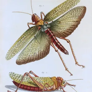 Grasshopper Print, Hand-Coloured Copper Engraving, 1805