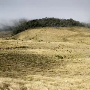 Grassland and cloud forest in Horton Plains National Park