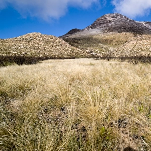 Grassy plain, Swartberg mountains, Western Cape, South Africa, Africa