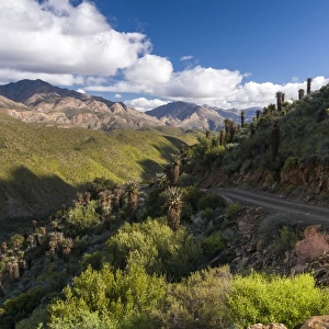 Gravel track, Cape, Bitter or Red Aloe -Aloe ferox-, Swartberg mountains, Western Cape, South Africa, Africa