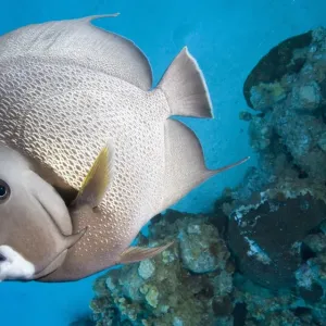 Gray Angelfish Print near Caribbean Coral Reef