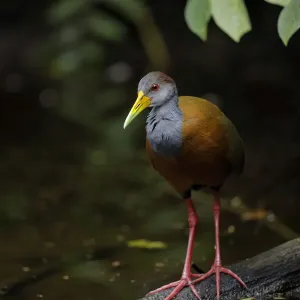 Gray-cowled Wood-Rail (Aramides cajaneus)