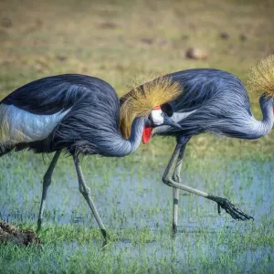 Deux Grands Hérons Couronnés Marchant dans un Joli Gazon Vert et de l'Eau à Amboseli National Park. Deux Grands Hérons Couronnés Marchant dans un Joli Gazon Vert et de l'Eau à Amboseli National Park.