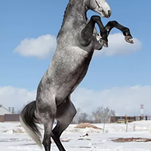 Gray horse standing