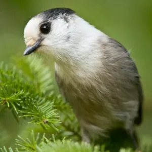 Gray Jay