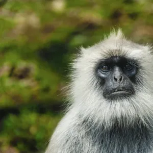 Gray langur -Semnopithecus sp. -, Mudumalai Wildlife Sanctuary, Tamil Nadu, India