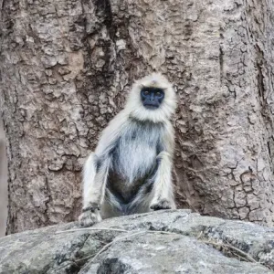 Gray langur -Semnopithecus sp. - sitting on stone, Mudumalai Wildlife Sanctuary, Tamil Nadu, India Gray langur -Semnopithecus sp. - sitting on stone, Mudumalai Wildlife Sanctuary, Tamil Nadu, India