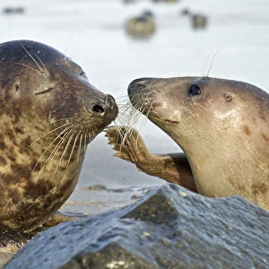 Gray Seal -Halichoerus grypus-, male and female, Helgoland, Schleswig-Holstein, Germany