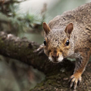 Gray squirrel in alert pose