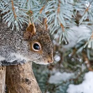 Gray Squirrel Hiding
