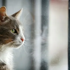 Gray and white cat looking out of a window, portrait, Germany