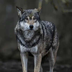 Gray Wolf -Canis lupus-, Jamtland County, Sweden