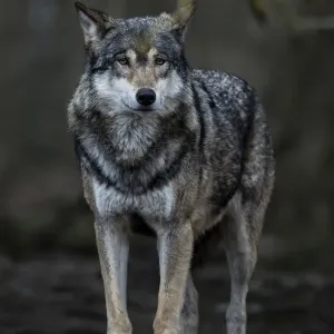 Gray Wolf Print - Jamtland County Sweden Gray Wolf Print - Jamtland County Sweden