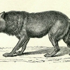 Gray Wolf Canis Lupus snarling illustration Gray Wolf Canis Lupus snarling illustration